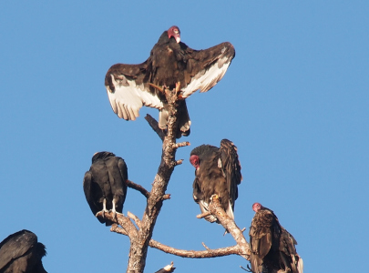 [All four birds at the very top of the tree face the camera. The topmost bird has its wings bent at the 